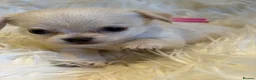 Chihuahua dogs for sale: KC Regd Chihuahua Pups parents fully health tested - Advert 22