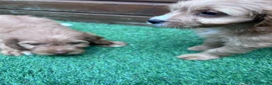 Cockapoo 2