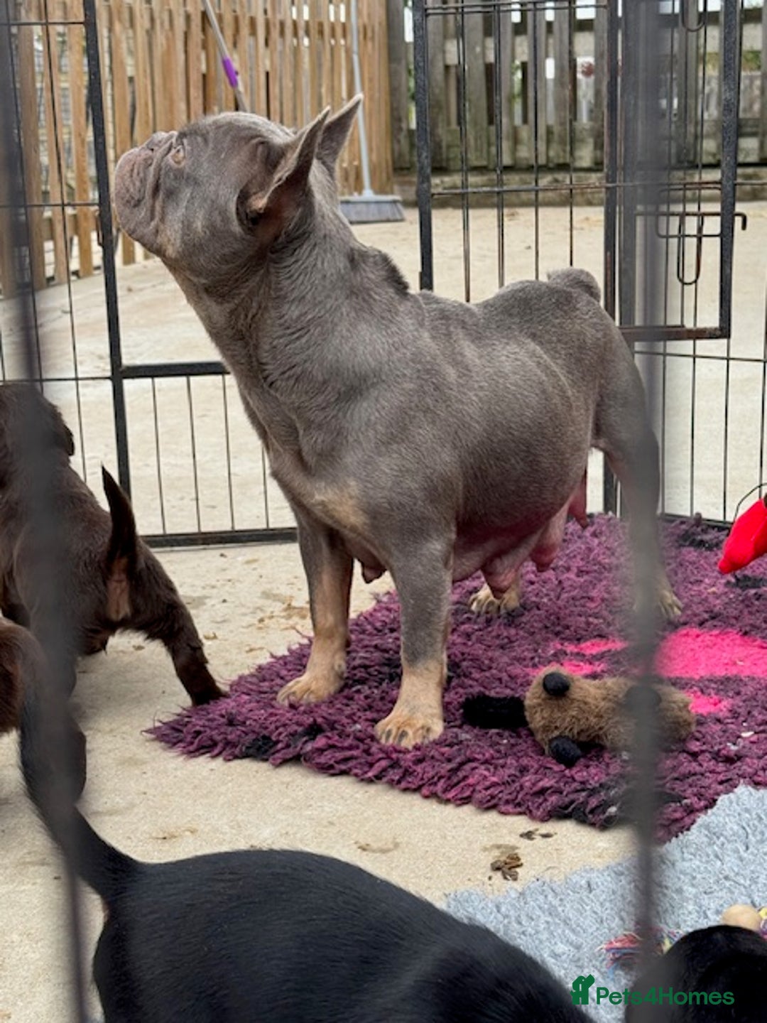 Mixed Breed dogs for sale: French Bulldog x Springer Spaniel pups ready 15Oct - Image 12