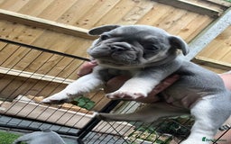French Bulldog dogs for sale: 7 week old kC French bulldogs - Image 26