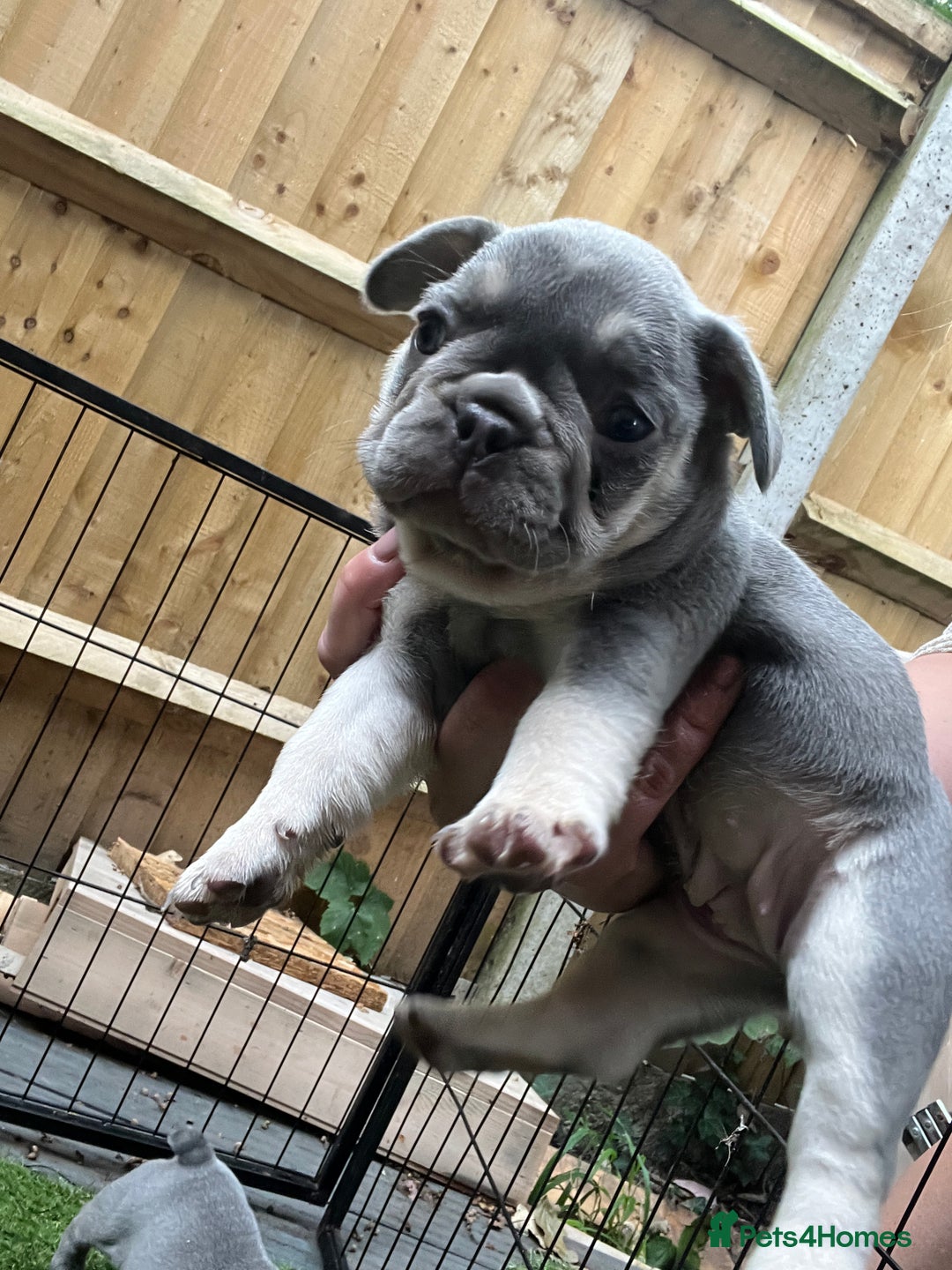 French Bulldog dogs for sale: 7 week old kC French bulldogs - Image 26