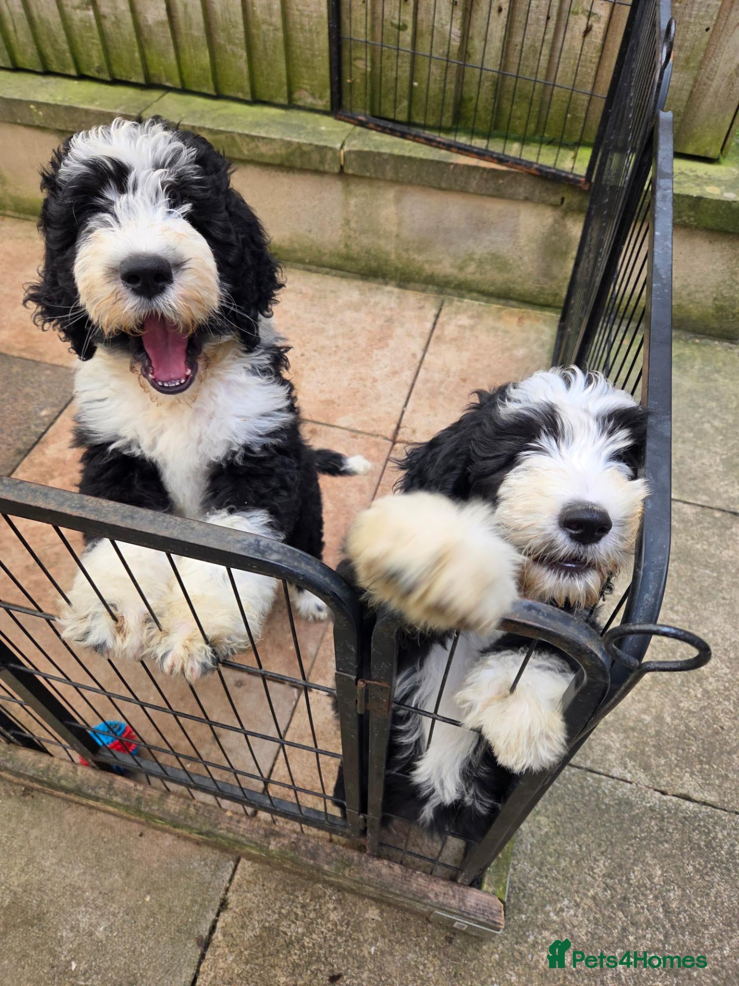 Old English Sheepdog dogs STUNNING SHEEPADOODLES READY NOW - Advert 2