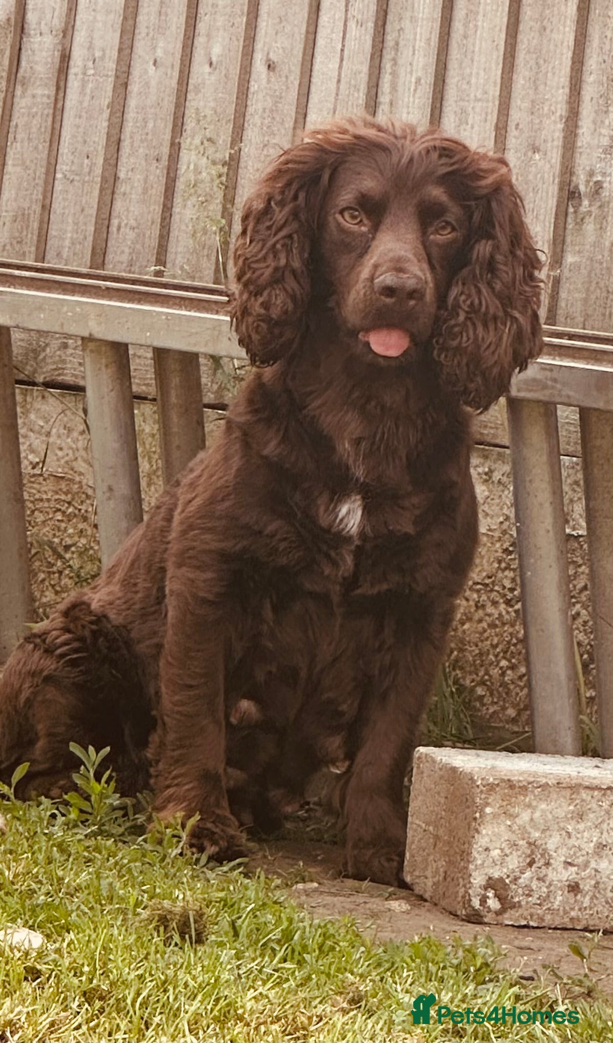 Cocker Spaniel dogs Stunning Cocker Spaniel Puppies  - Advert 2