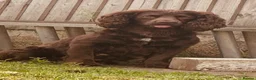 Cocker Spaniel dogs for sale: Stunning Cocker Spaniel Puppies  in Doncaster - Advert 2