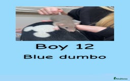 Rat rodents for sale: Beautiful baby rats looking for forever homes! - Advert 27