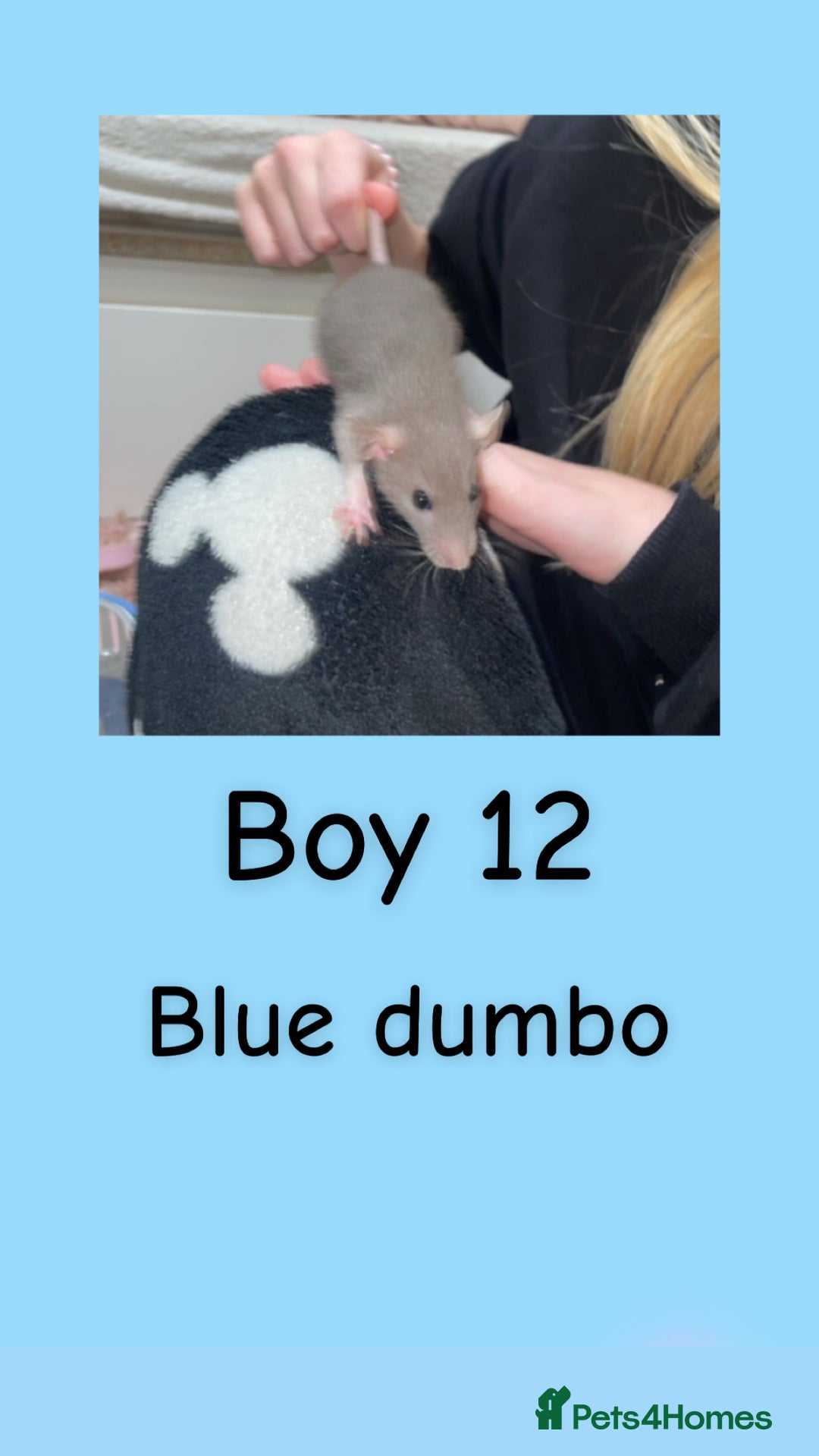 Rat rodents for sale: Beautiful baby rats looking for forever homes! - Advert 27