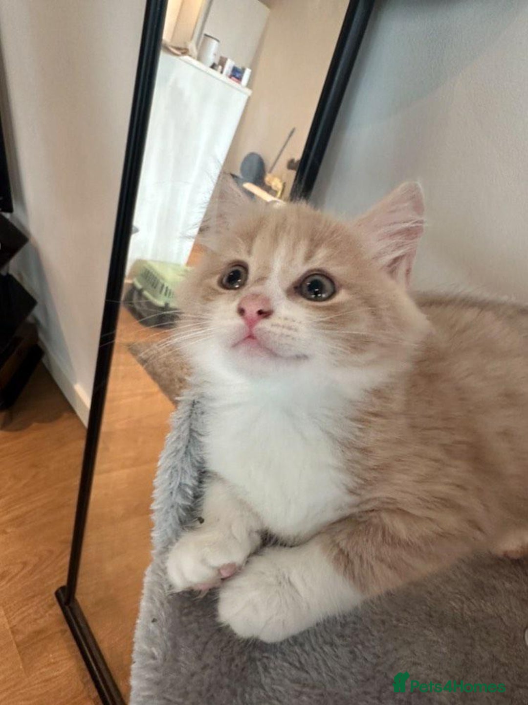Maine Coon cats for sale: Maine coon mix fluffy grey and creme kittens - Image 5