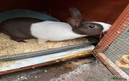 English rabbits for sale: Rabbit - Image 2
