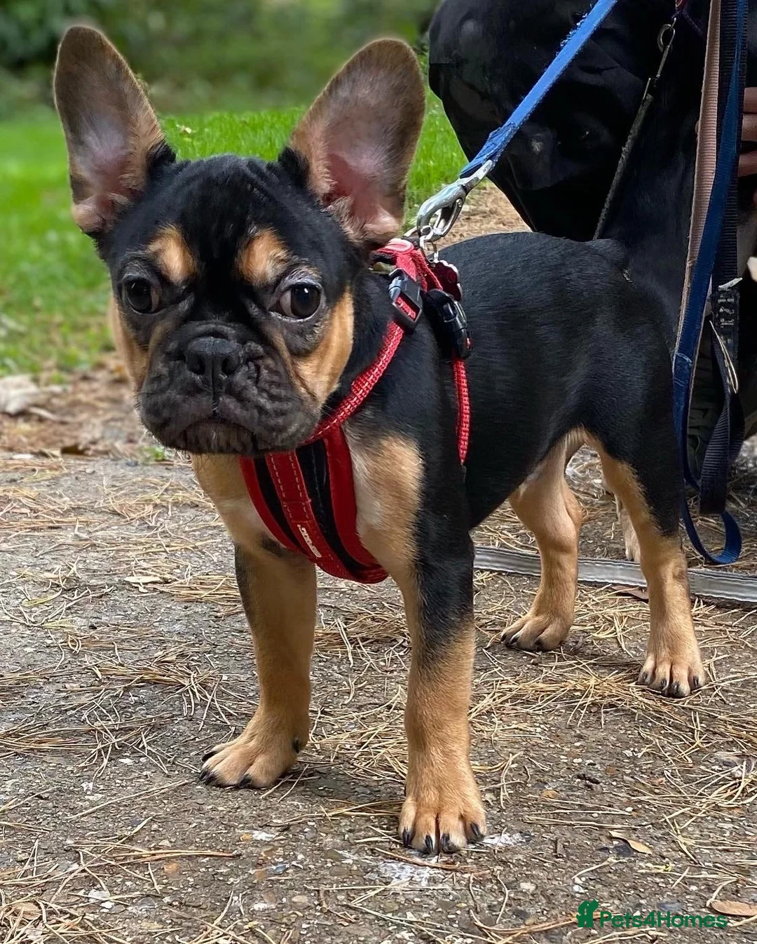 Gallery Image {{count}}