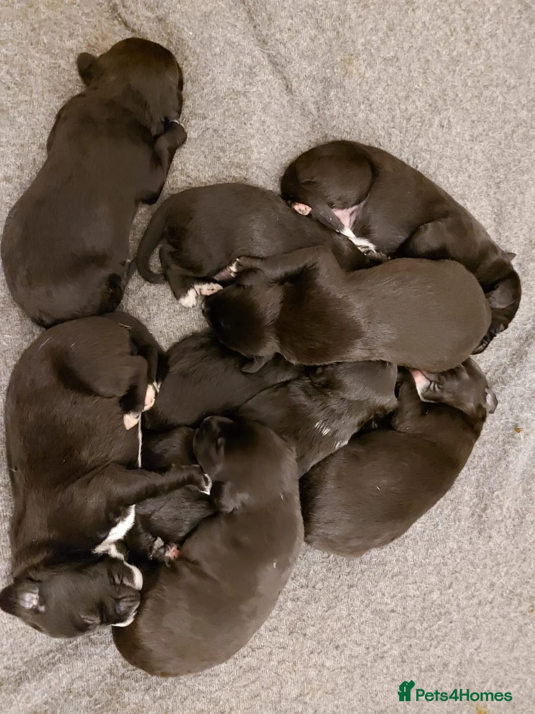 Bedlington Terrier dogs for stud: Blue.  Bedlington terrier for stud  CT Clear   in Chesterfield - Advert 31