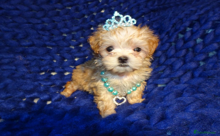 Maltipoo dogs - Advert 2