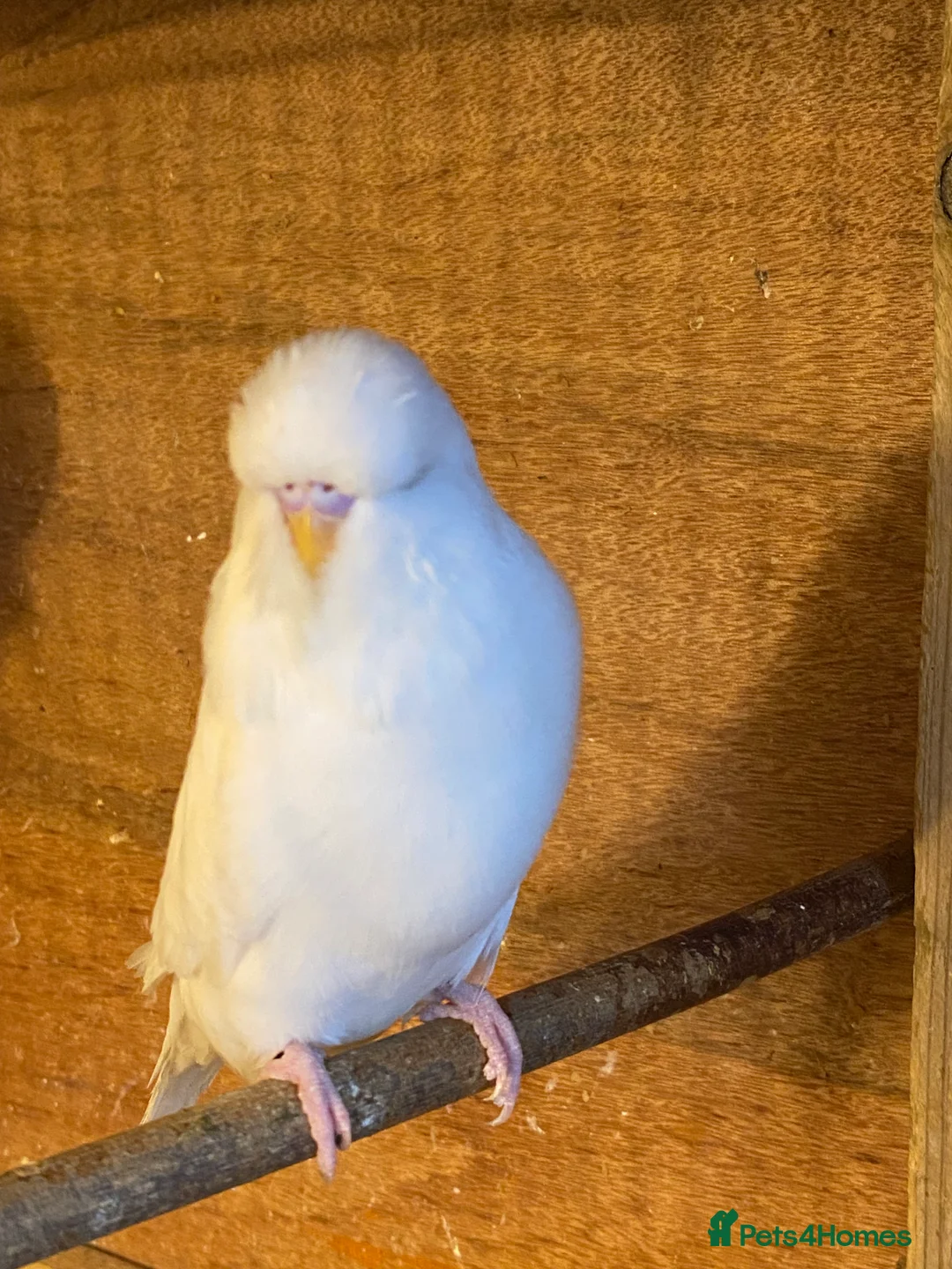 Budgerigars birds for sale: 2 pairs of Budgies for sale  in Saint Austell - Advert 5