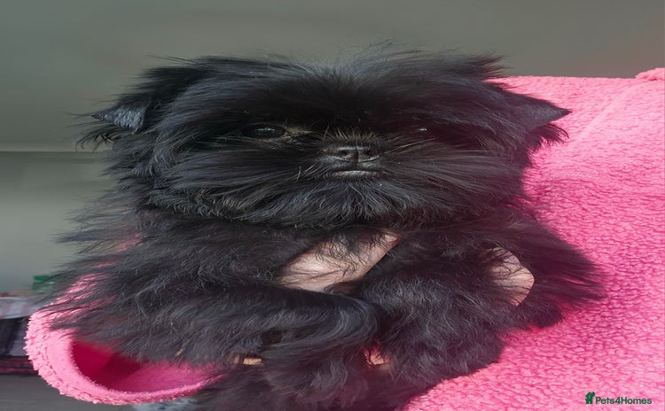 Affenpinscher dogs - Advert 1