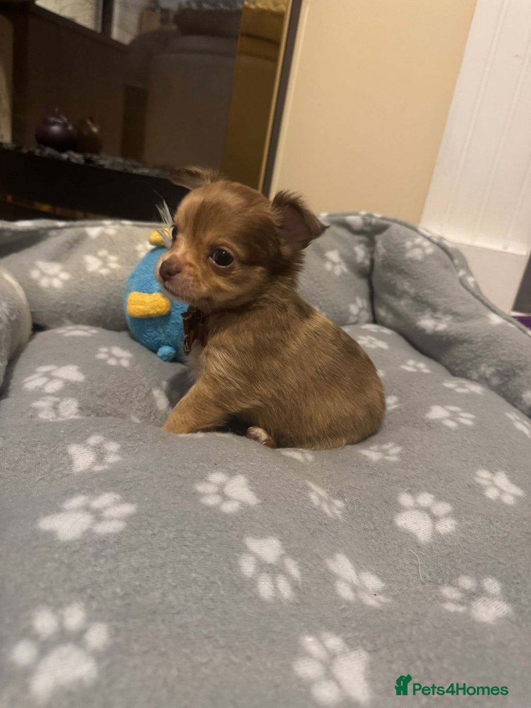 Chihuahua dogs for sale: Long Coat Chihuahua  - Advert 14