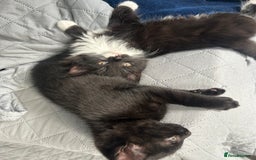 Mixed Breed cats for sale: Rare Bengal-Mix & Ginger Line Kittens  - Image 5