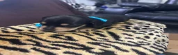 Miniature Dachshund dogs for sale: BEAUTIFUL MINIATURE DACHSHUND PUPPIES - Advert 18