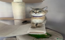 British Shorthair cats for sale: ‼️Ready now, last kitten left TICA registered  - Image 26