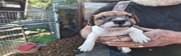 Jack Russell dogs for sale: Traditional Jack Russell Terrier pups - Advert 7
