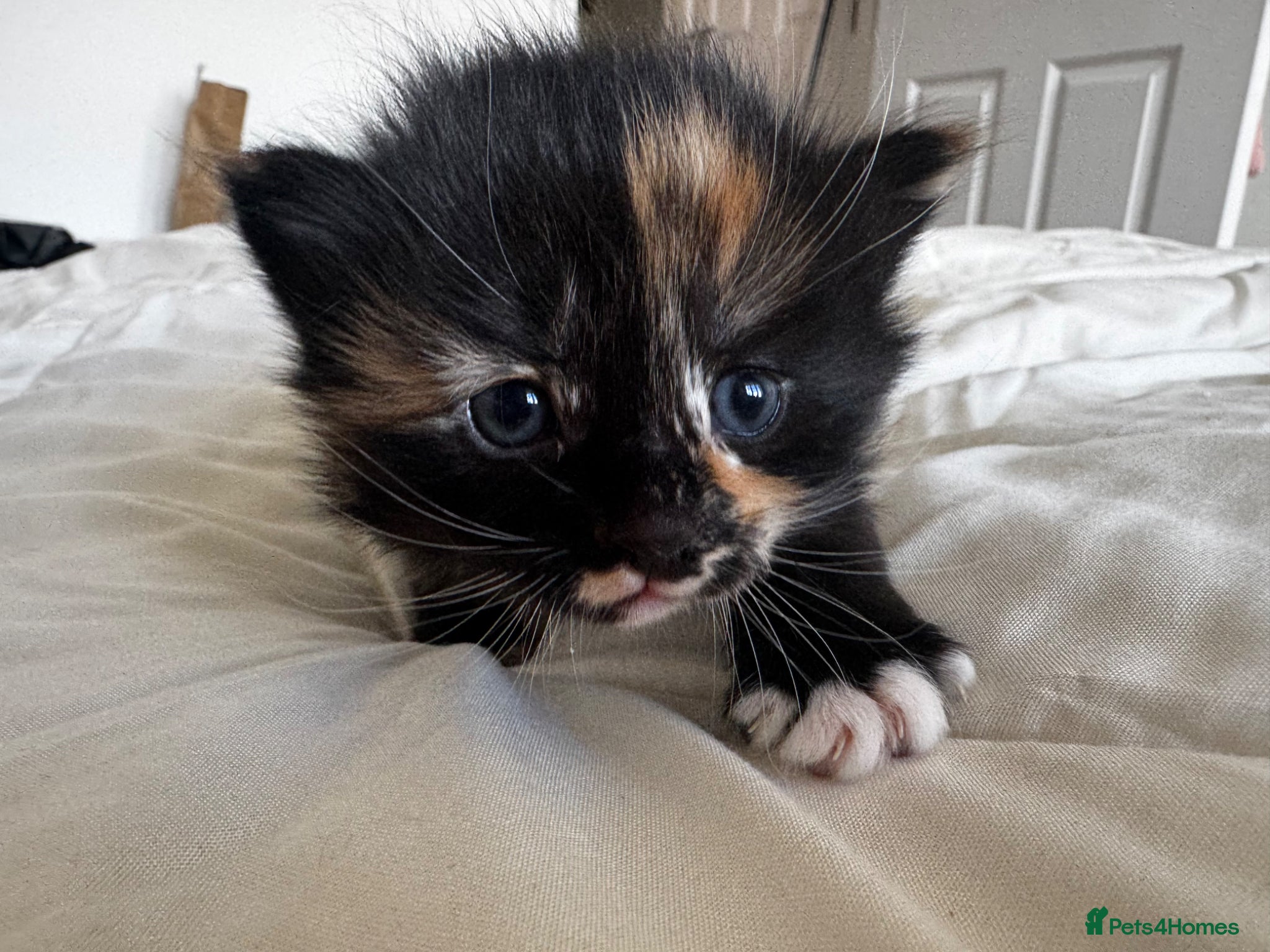 Mixed Breed cats Female tortie shell kittens  - Advert 11