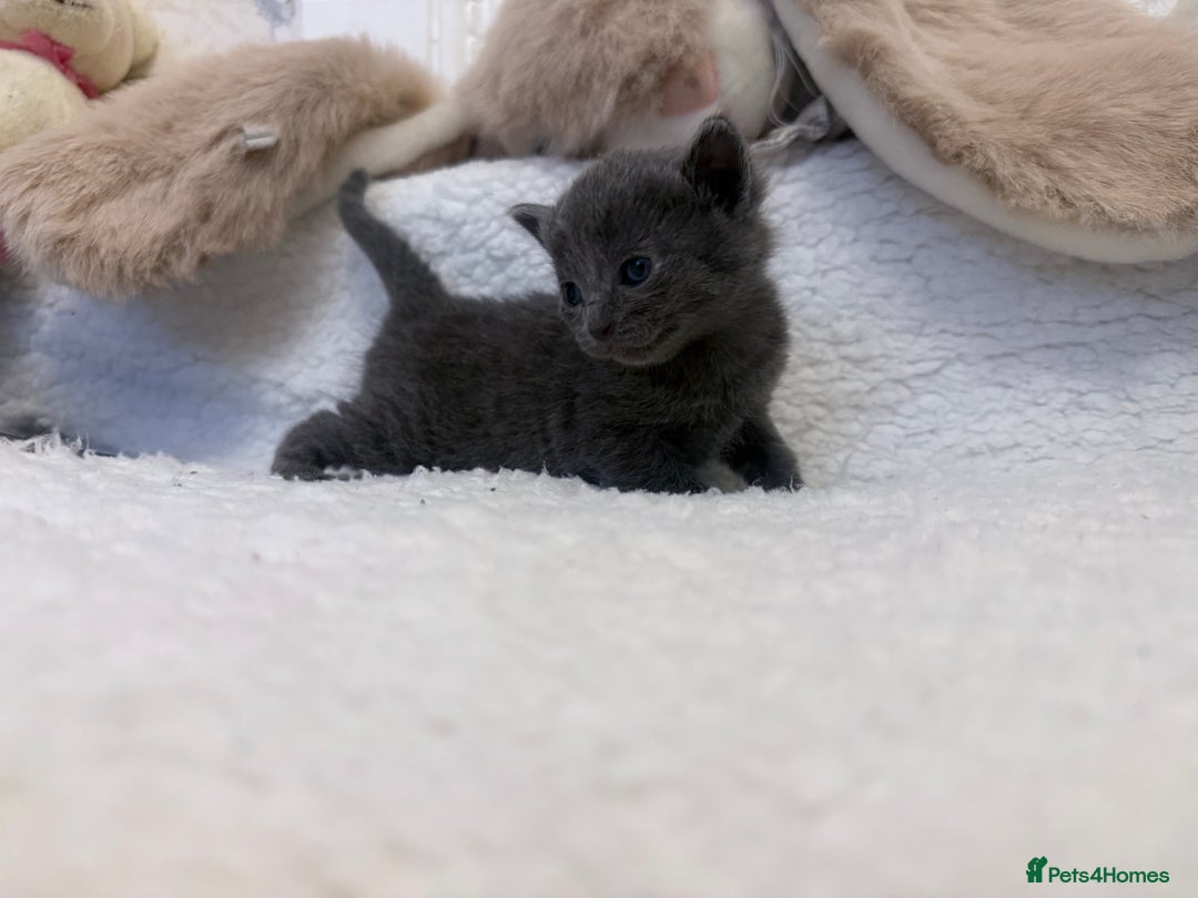 Mixed Breed cats for sale: Kittens  - Advert 14