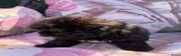 Shihpoo dogs for sale:  Shih Tzu x Toy Poodle (Shih Poo)  in Bishop Auckland - Advert 14