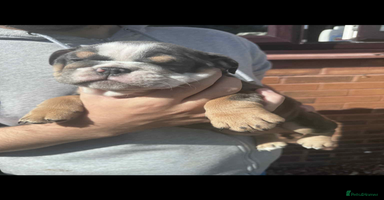 English Bulldog dogs - Advert 15