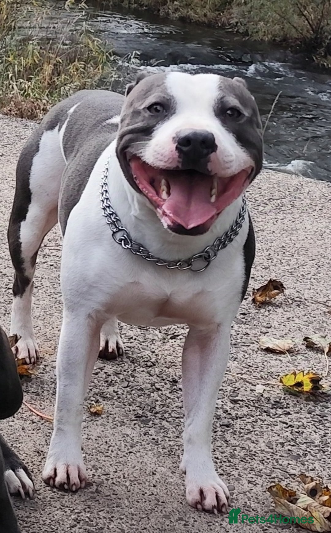 Staffordshire Bull Terrier dogs for sale: Staffordshire bull terrier puppies  - Advert 23