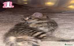 Mixed Breed cats for sale: Two Female kittens (Bengal/Persian mix - Image 11