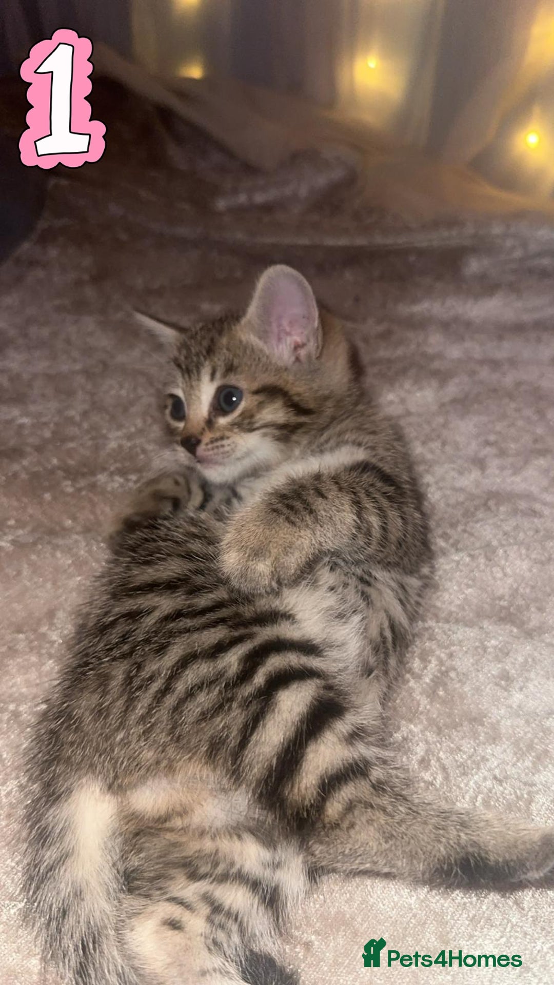 Mixed Breed cats for sale: Two Female kittens (Bengal/Persian mix - Image 11