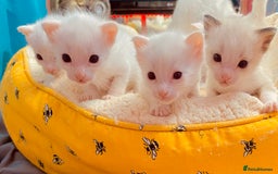 Ragdoll cats for sale: Beautiful Ragdol - Image 20
