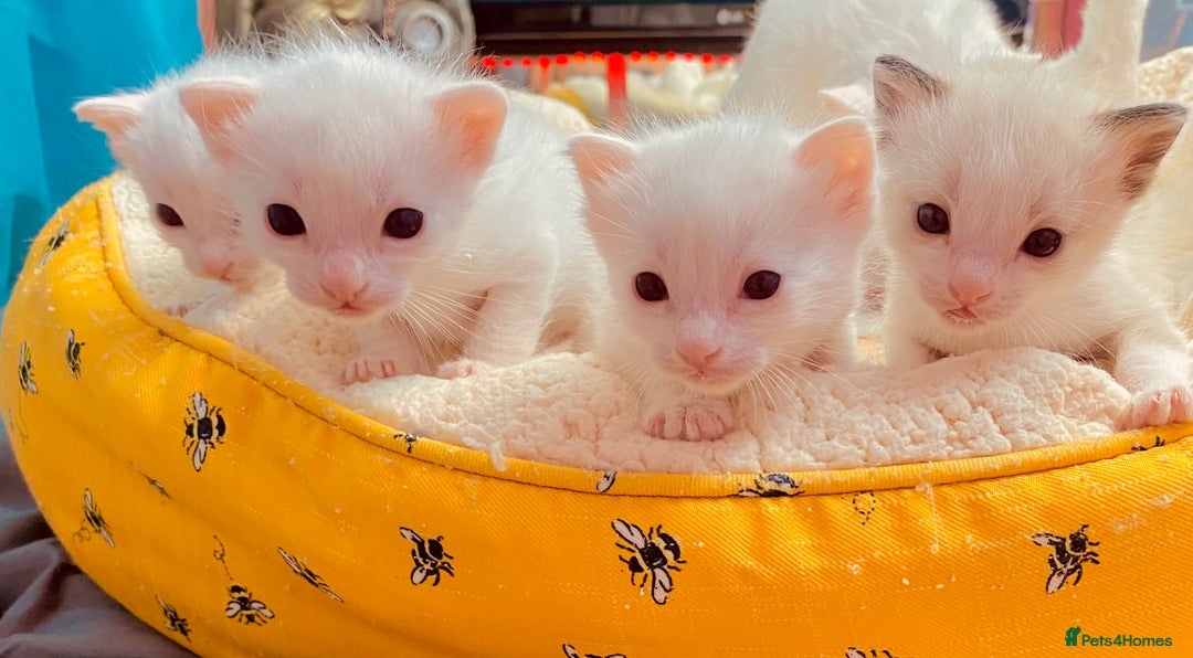 Ragdoll cats for sale: Beautiful Ragdol - Image 20