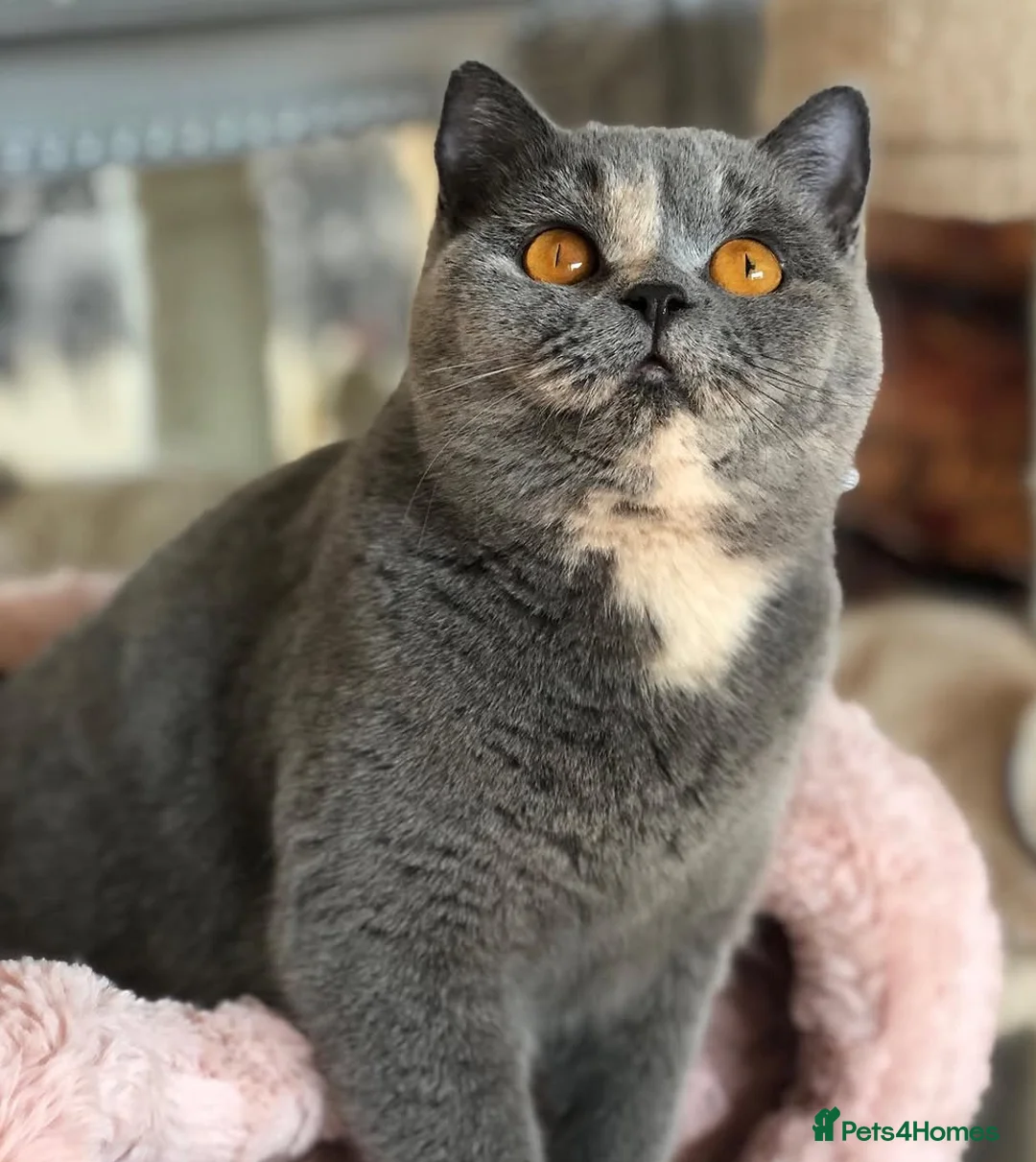 British Shorthair cats for sale: Beautiful BSH babies for sale  in Grays - Advert 32