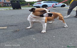 American Bulldog dogs for sale: 11 little hearts need their forever home - Advert 1