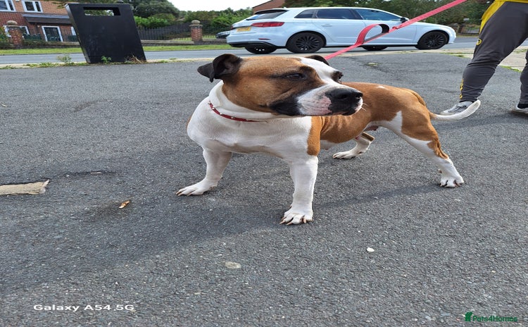 American Bulldog dogs 11 little hearts need their forever home - Advert 10