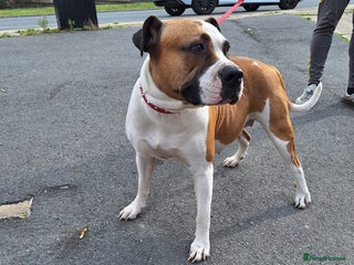 American Bulldog dogs for sale: 11 little hearts need their forever home - Advert 1