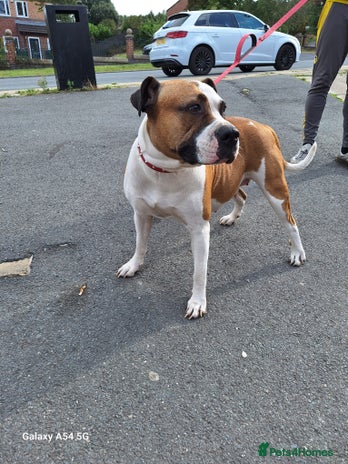 American Bulldog dogs 11 little hearts need their forever home - Advert 1