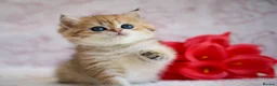 British Shorthair cats for sale: British shorthair available 🦁 - Advert 21