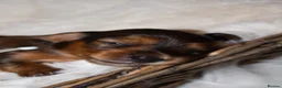 Miniature Dachshund dogs for sale: Miniature Long Haired Dachshund Puppies Available! - Advert 9