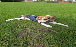 Beagle dogs for sale: This is Reggie  - Image 3