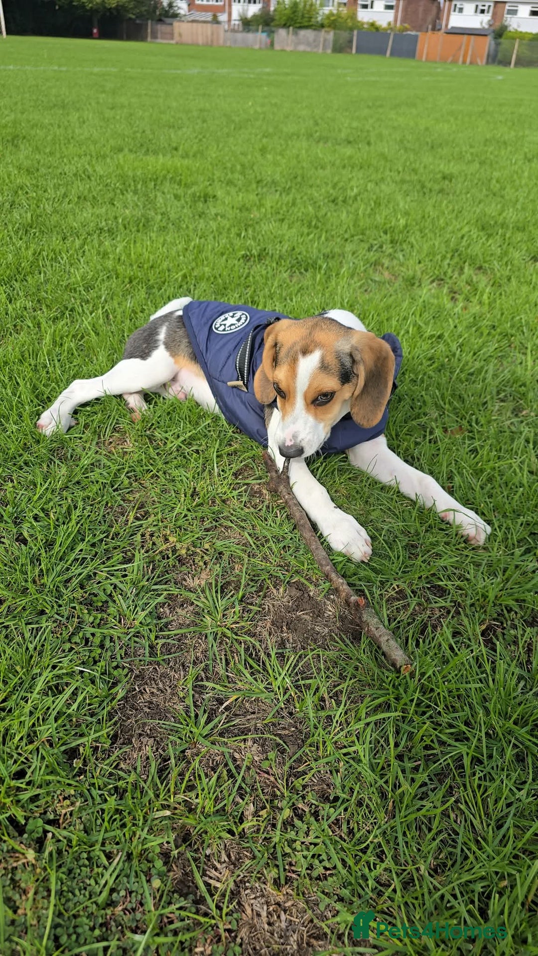 Beagle dogs for sale: This is Reggie  - Image 3