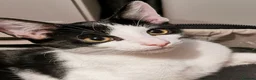Mixed Breed cats for sale: Adorable Playful Kittens Looking for Forever Homes in London - Advert 11