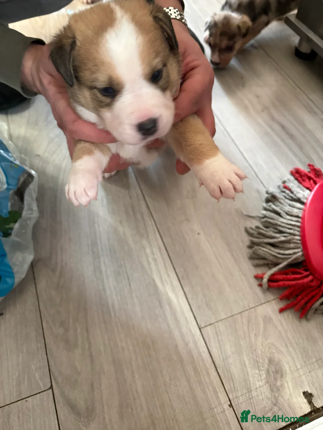 Mixed Breed dogs for sale: Puppy - Advert 3