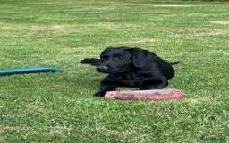 Labrador Retriever dogs for sale: Labrador  - Image 4
