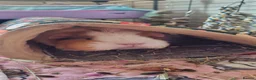 Guinea Pig rodents for sale: 2 free female guinea pigs and free indoor cage in Wigan - Advert 3