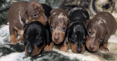 Miniature Dachshund dogs - Advert 3