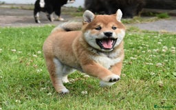 Japanese Shiba Inu dogs for sale: Japanese Shiba Inu Puppy 1 - 🏆 Bloodline health tested Shiba Inu Puppies  - Image 5