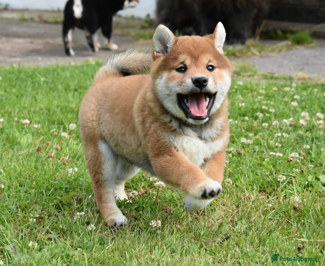 Japanese Shiba Inu dogs for sale: Japanese Shiba Inu Puppy 1 - 🏆 Bloodline health tested Shiba Inu Puppies  - Image 5