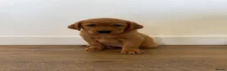 Goldador dogs for sale: Fantastic red goldador puppies  - Advert 20