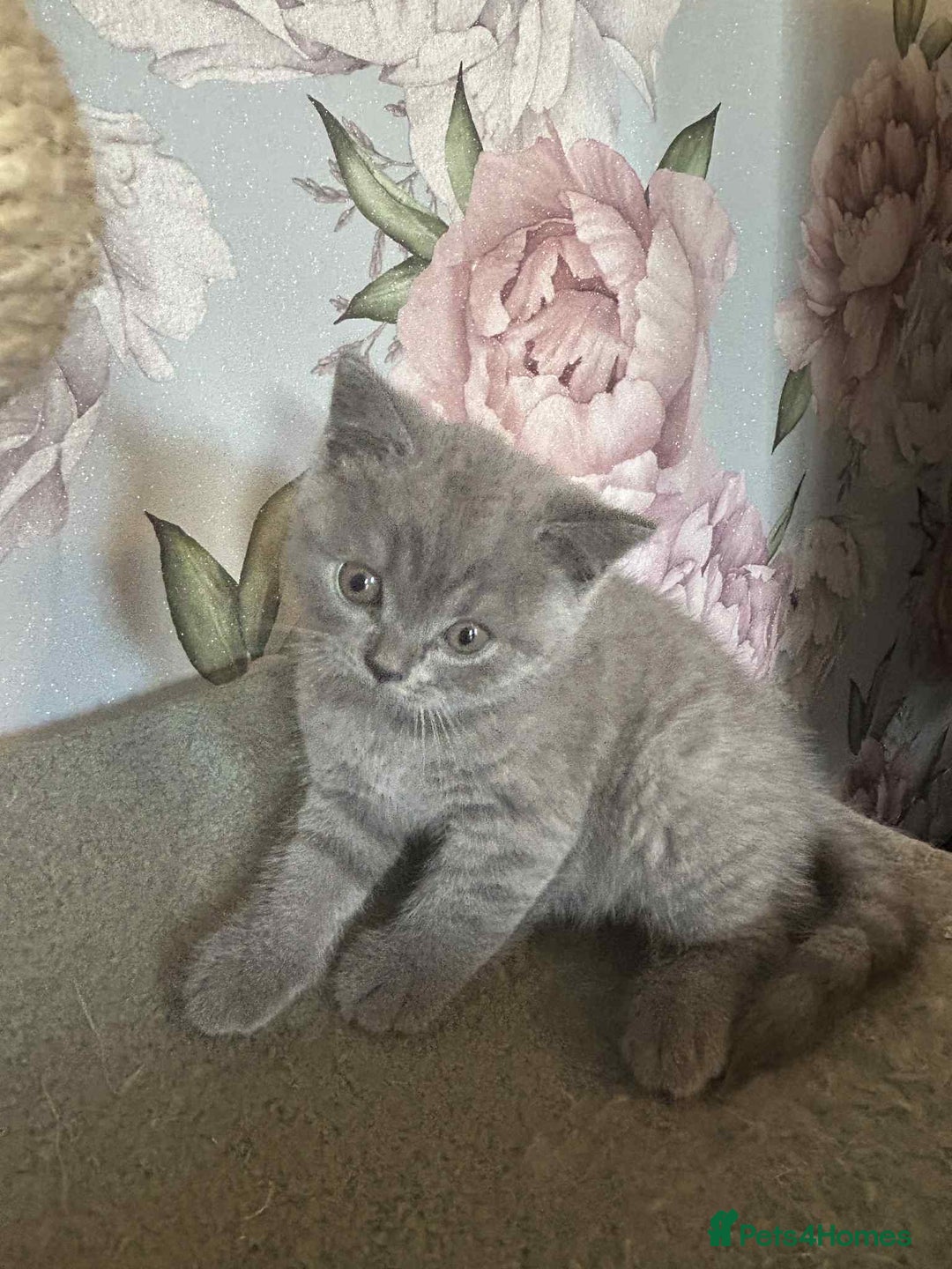 British Longhair cats for sale: British blue kittens  - Image 10