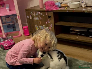 Mixed Breed rabbits - Advert 3